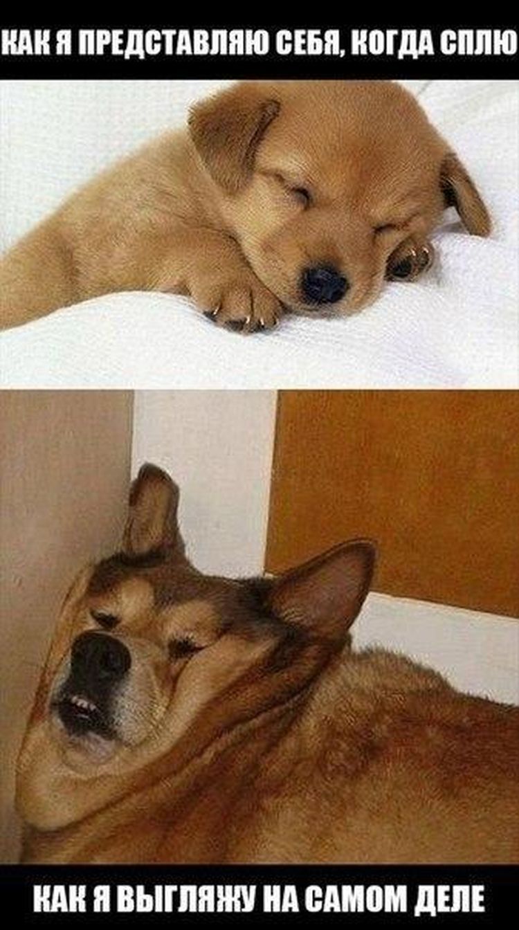 милый щенок и страшная собака во сне