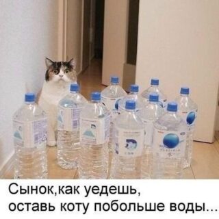кот бутылки с водой