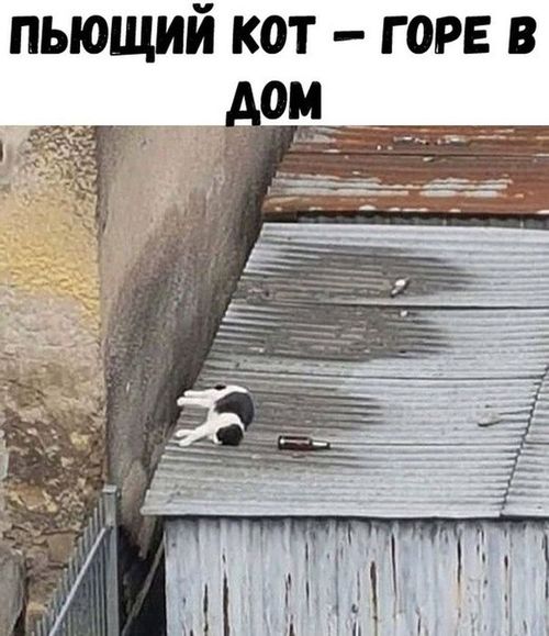 кот на крыше