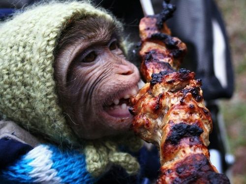 обезьяна ест шашлык