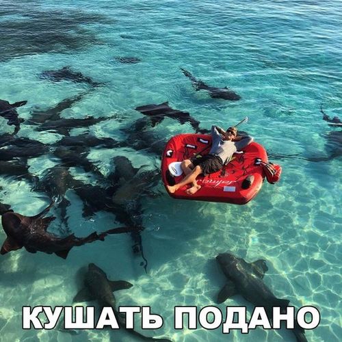 акулы и человек на надувном матрасе кушать подано
