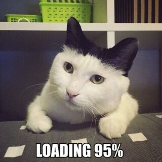 кот